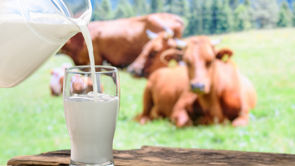 glass of milk being poured in front of cows
