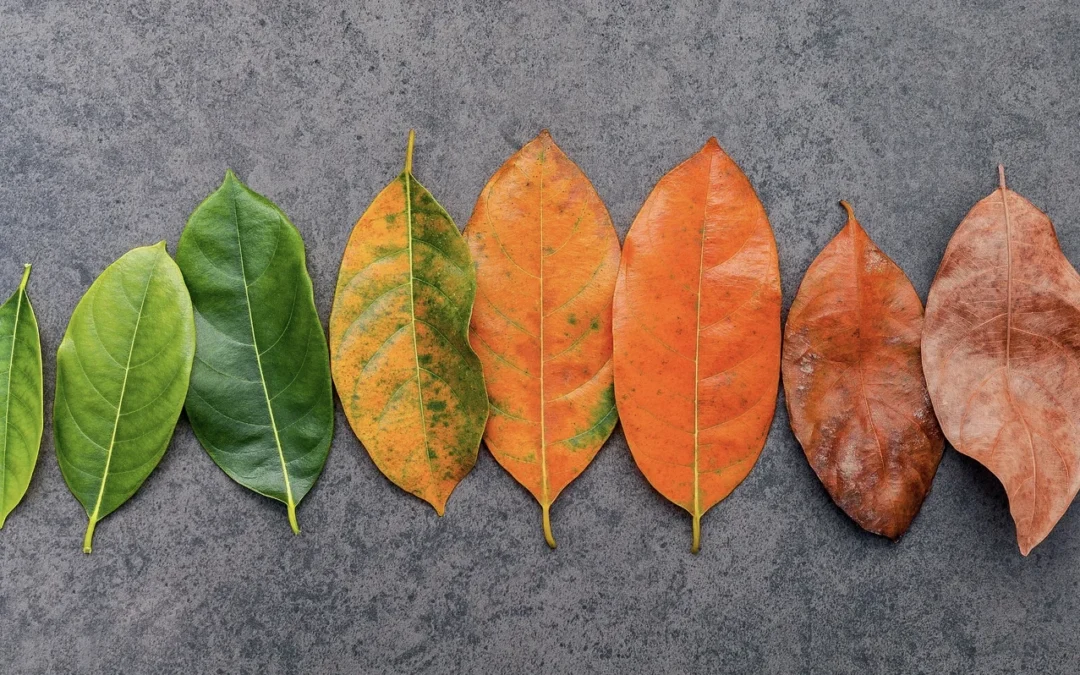 leaves lined up from green to orange to red