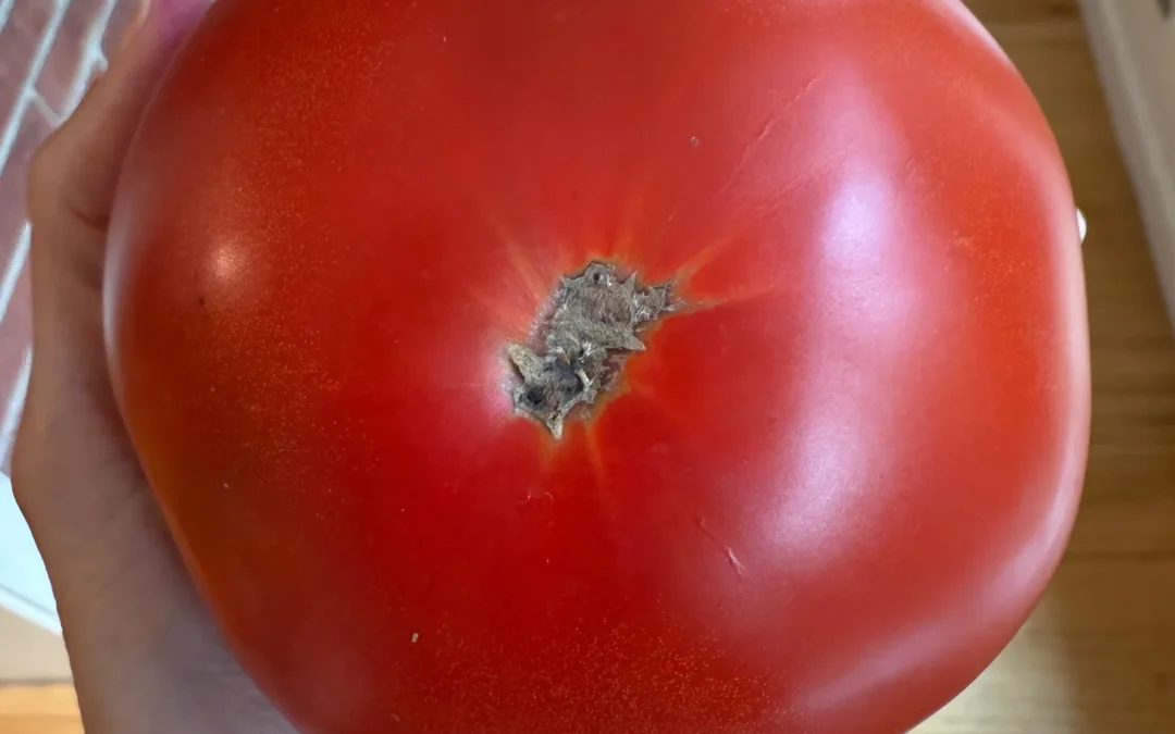 tomato from farmers market