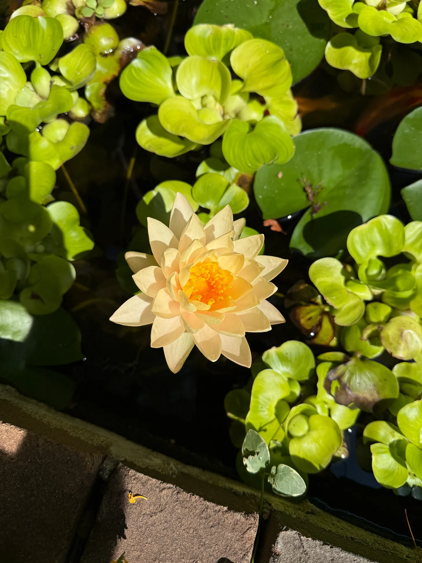 Lotus Flower